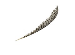 Lady Amshert pheasant centre feather 80-90 cm approx. Natural