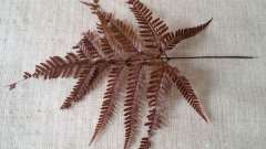 Fern Leaves  21 X 19 cm aprox.