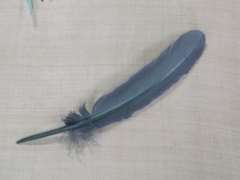 Pluma de pavo  20-30 cm aprox
