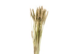 Wheat sprigs