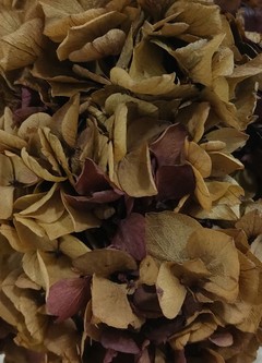 Hortensias preservadas