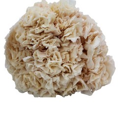 Hortensias preservadas