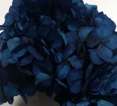 Preserved hydrangeas