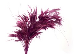 Pomo plumas cuello de gallo 
