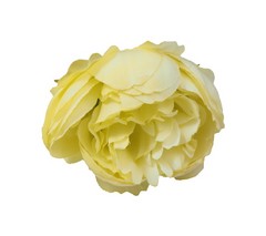 Peonia cerrada 10 cm aprox.
