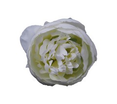 Peonia cerrada 10 cm aprox.