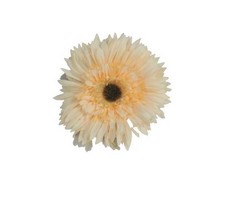 GERBERA 12 cm aprox.