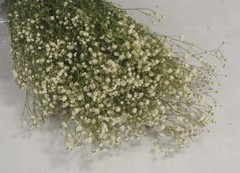 GYPSOPHILA PANICULATA