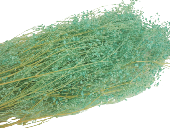 GYPSOPHILA PANICULATA 