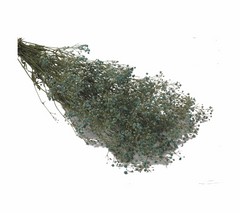 GYPSOPHILA PANICULATA 