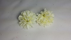 2 DALIAS 6 cm aprox.