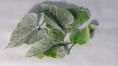 5 hojas aterciopeladaS 10-12 cm