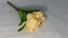 Rama 9 tulipanes 