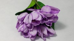 Rama 9 tulipanes 