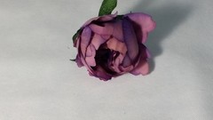 Peonia 6 cm 2 und.