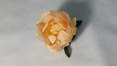 Peonia 6 cm 2 und.