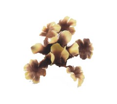 Pomo hortensia petalo mini 12 cm aprox.