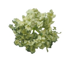 Pomo hortensia petalo mini 12 cm aprox.