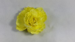 Flor Alba 15 cm aprox.