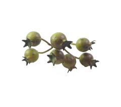 Pomo GRANADAS