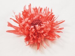 Flor Kira