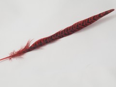 Pheasant feather  25-30 cm approx.