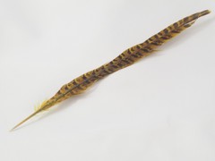 Pluma Faisán 25-30 cm.