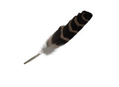 Plumas especiales de anade