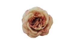 Flor Camelia