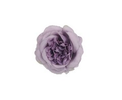 Flor Camelia