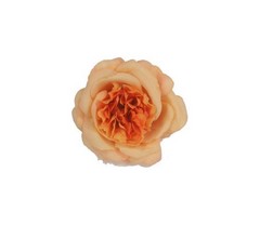 Flor Camelia