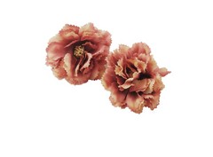 Flor Carla