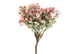 Pomo Coral