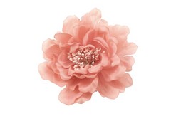 Flor Lidia