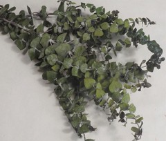 Rama hojas eucalipto baby