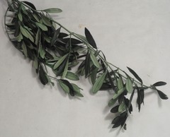 Rama hojas olivo