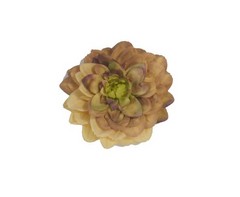Flor Zulia