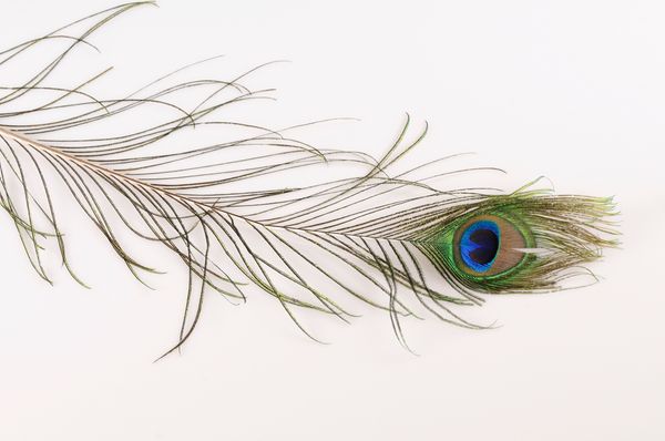 Peacock Feather (Natural) 