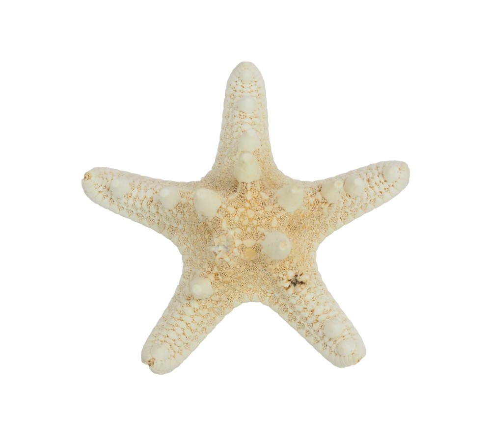 Starfish