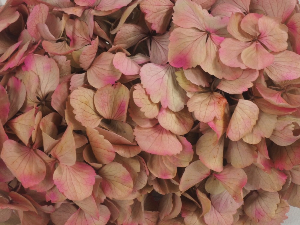 Pomo completo Hortensia preservada